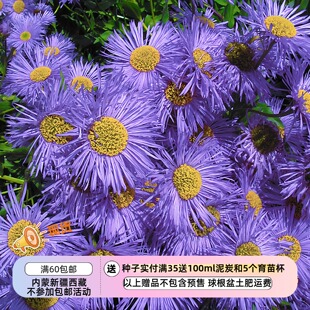 【种子】菊科 多年生 灯盏花 大花美丽飞蓬菊 两色可选 10粒