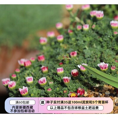 种子多年生菊科南欧派利吞草