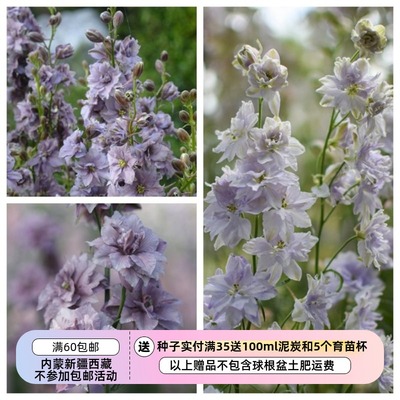 疯狂的小羊小花飞燕草