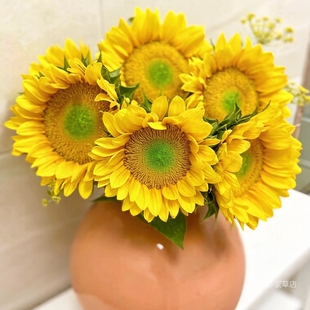 种子 绿天使 夏季 向日葵普朗特浅黄 5粒 耐热