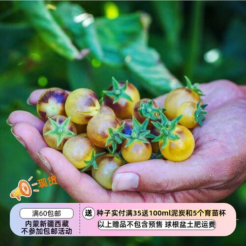 番茄种子疯狂的小羊靛蓝西红柿