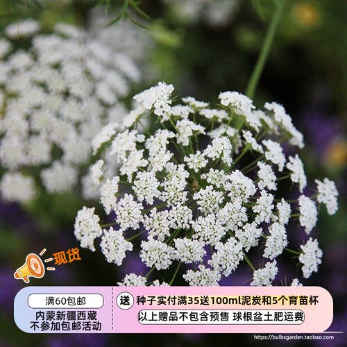 蕾丝花伞形阿米芹安妮女王
