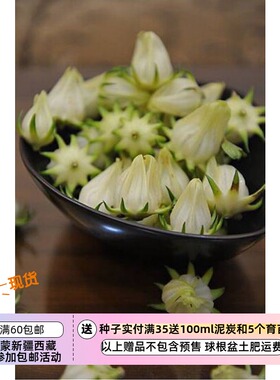 【种子】新品种  酸酸甜甜  可食用 白色洛神花  5粒