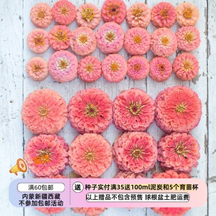 【种子】夏季耐热 大丽花型 重瓣百日草 珊瑚美人10粒 {图下部}