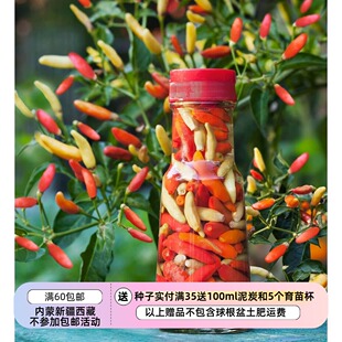 【种子】传家宝种子  独特烟熏味儿 塔巴斯哥 辣椒 5 粒