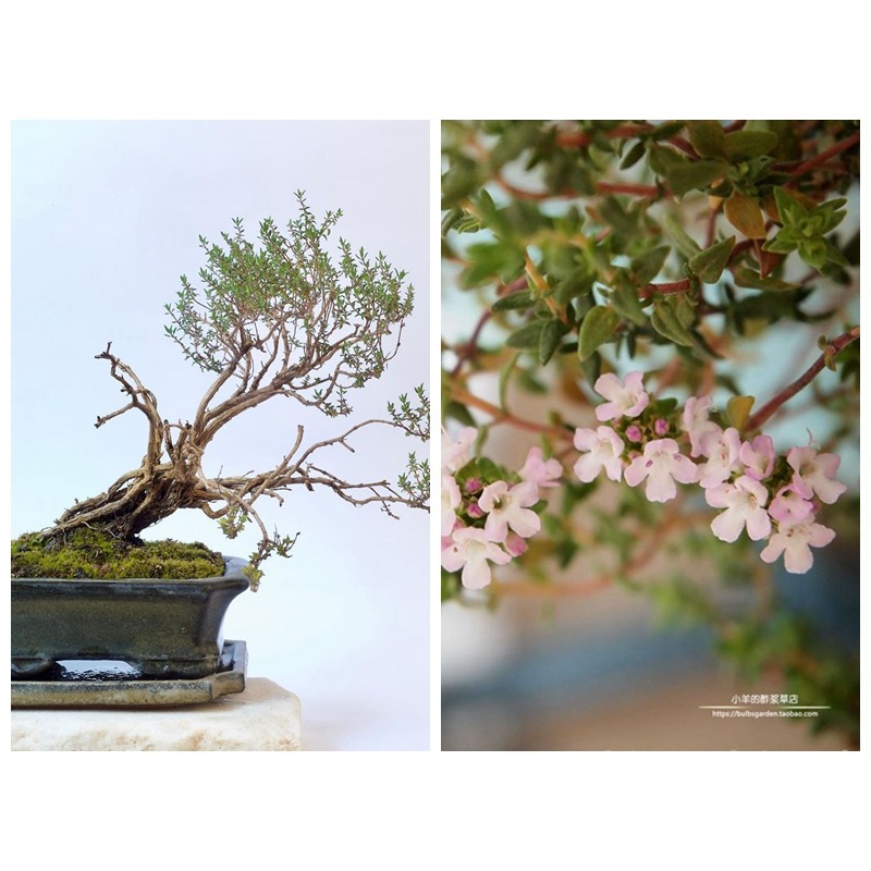 进口种子花园百里香香草