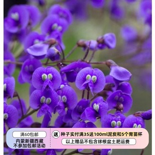 【种子】多年生 盆栽小灌木 哈登柏豆 紫色珊瑚豆  5粒