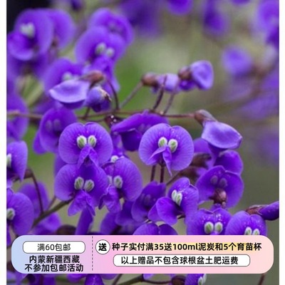 疯狂的小羊哈登柏豆紫色