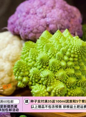 【种子】传家宝老品种  坚果风味 罗马花椰菜 西兰花 绿色 10粒