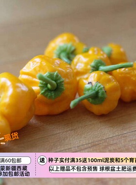 【种子】传家宝品种  哈瓦那辣椒 牙买加黄色 5粒