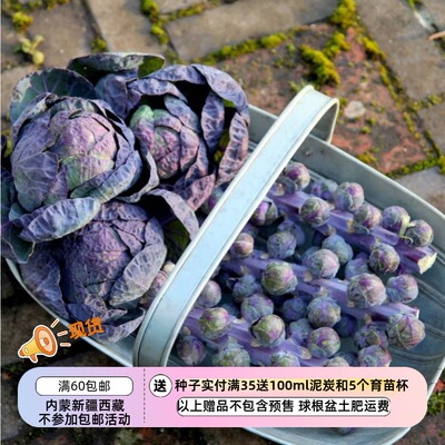 【种子】传家宝老品种 早熟半高球芽甘蓝 孢子甘蓝 红牛 10粒