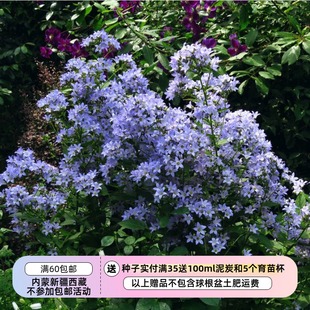 【种子】多年生 桔梗科 风铃草  宽叶 大钟花10粒