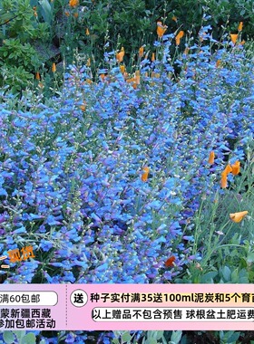 【种子】多年生 欧洲选育的园艺品种 异叶钓钟柳 电光蓝色 10粒