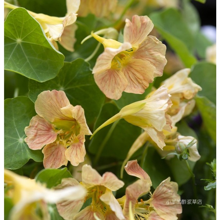 疯狂的小羊旱金莲旱荷花