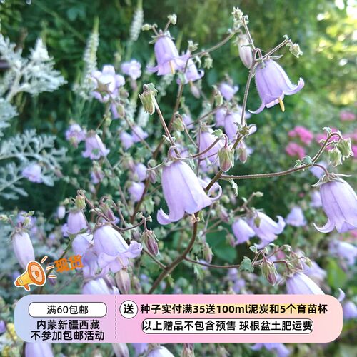 赞吉拉风铃草多年生进口种子