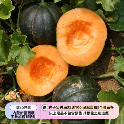 【种子】法国传家宝老品种 甜美多汁 卡梅黑甜瓜  5粒