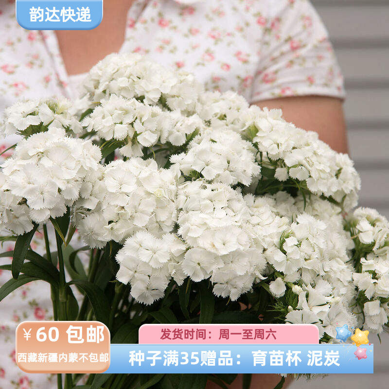 【种子】多年生 切花型高杆 花球  须苞石竹 白色 10粒