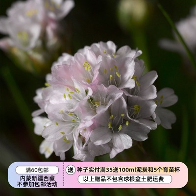 疯狂的小羊海石竹粉色