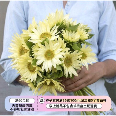 疯狂的小羊高杆分枝杰德