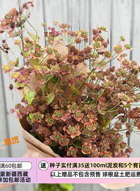 【种子】多年生 复古色 切花型 长叶柴胡 青铜之美 5粒