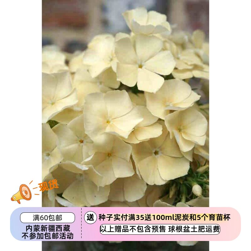【种子】一年生 香花 大花福禄考  奶油白色 伊莎贝拉 10粒