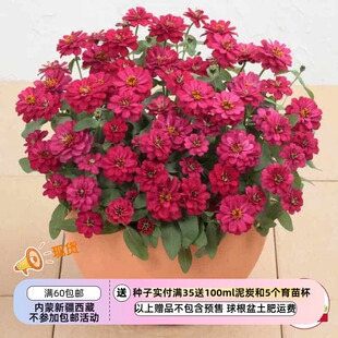 【种子】夏季耐热 矮生重瓣百日草 扎哈拉 夏日樱桃红色 5粒