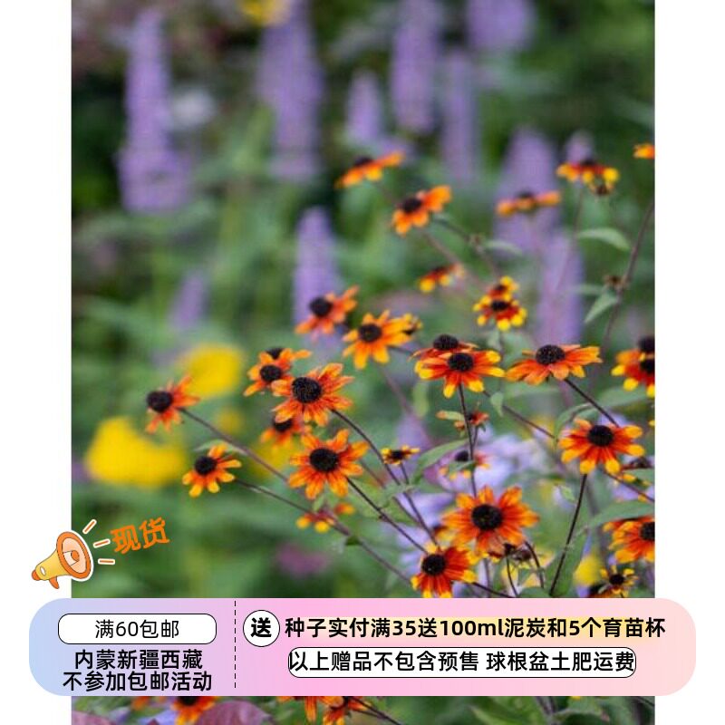 疯狂的小羊宿根金光菊草原之光图片