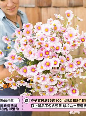 种子一年生耐热植物波斯菊