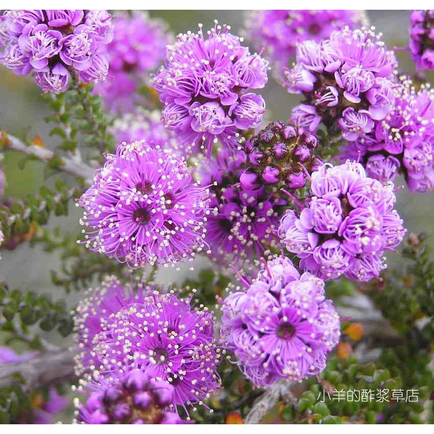 疯狂的小羊昆士亚反曲花