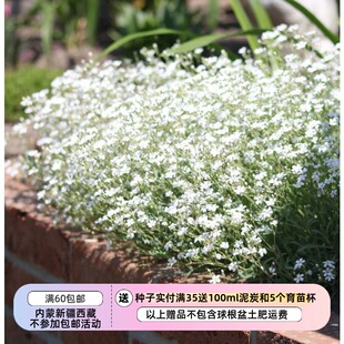 【种子】 石竹科 匍匐生长 蔓枝满天星 白色新娘头纱 10粒