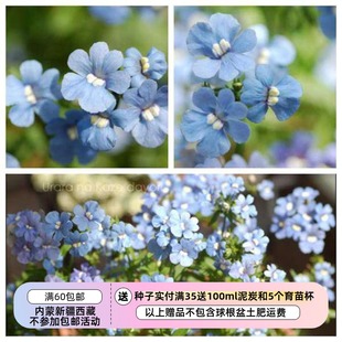 【种子】 新花色 爆花神器 龙面花 蓝色宝石 10粒
