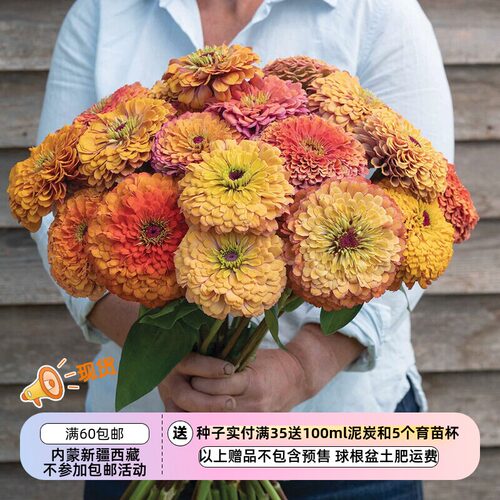 【种子】新品复古色系 夏季耐热 半重瓣/重瓣百日草 极光 5粒