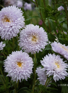 【种子】 切花型 淡薰衣草色 大花重瓣翠菊 斗牛士软蓝色 5粒