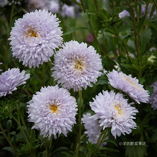 【种子】 切花型 淡薰衣草色 大花重瓣翠菊 斗牛士软蓝色 5粒