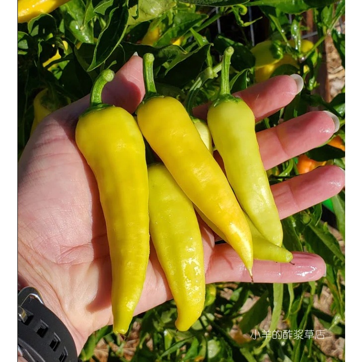 【种子】蔬菜种子皮薄肉厚  匈牙利 甜辣椒 黄色甜椒  5粒