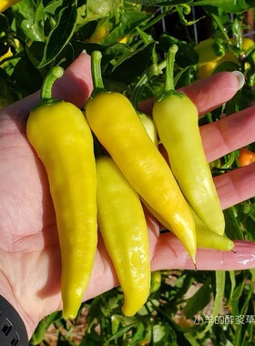 【种子】蔬菜种子皮薄肉厚  匈牙利 甜辣椒 黄色甜椒  5粒