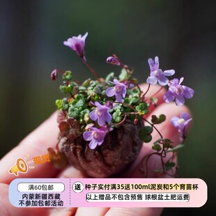 【种子】多年生 常春藤叶柳穿鱼 铙钹花  小兔子花  10粒