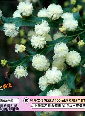 【种子】多年生 观叶 观花 翅果金合欢 5粒