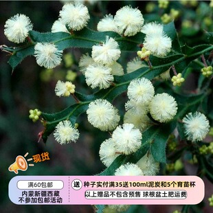 【种子】多年生 观叶 观花 翅果金合欢 5粒