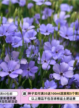 【种子】一年生 半耐寒 石竹科  矮生小麦仙翁 蓝色天使 10粒
