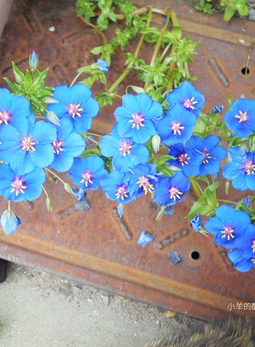 【种子】瑠璃色の星形花 琉璃繁缕 蓝色 10粒