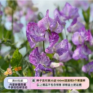 【种子】一年生 芳香植物 爬藤 香豌豆 飘带薰衣草 3粒