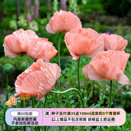 大花虞美人鲑鱼色维多利亚路易斯