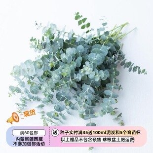 【种子】尤加利桉树 蓝宝贝EUCALYPTUS pulverulenta 5粒