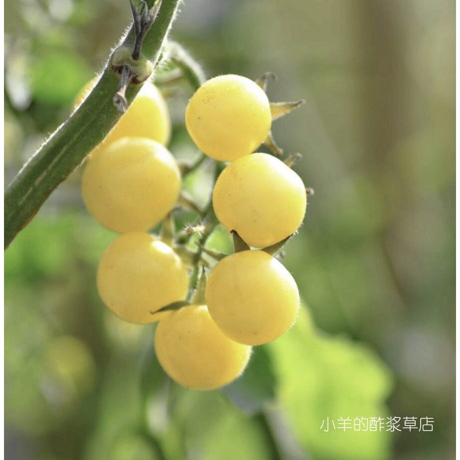 传家宝种子盆栽樱桃番茄