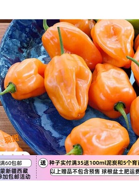 【种子】传家宝种子 最-辣的辣椒之一  橙色哈瓦那人  5粒