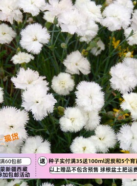 【种子】  半重瓣/重瓣  羽裂石竹 康乃馨 白色流苏  10粒
