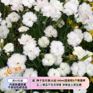 【种子】 半重瓣/重瓣 羽裂石竹 康乃馨 白色流苏 10粒