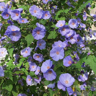 【种子】 多年生 锦葵科 大花苘麻 葡萄叶苘麻  3粒