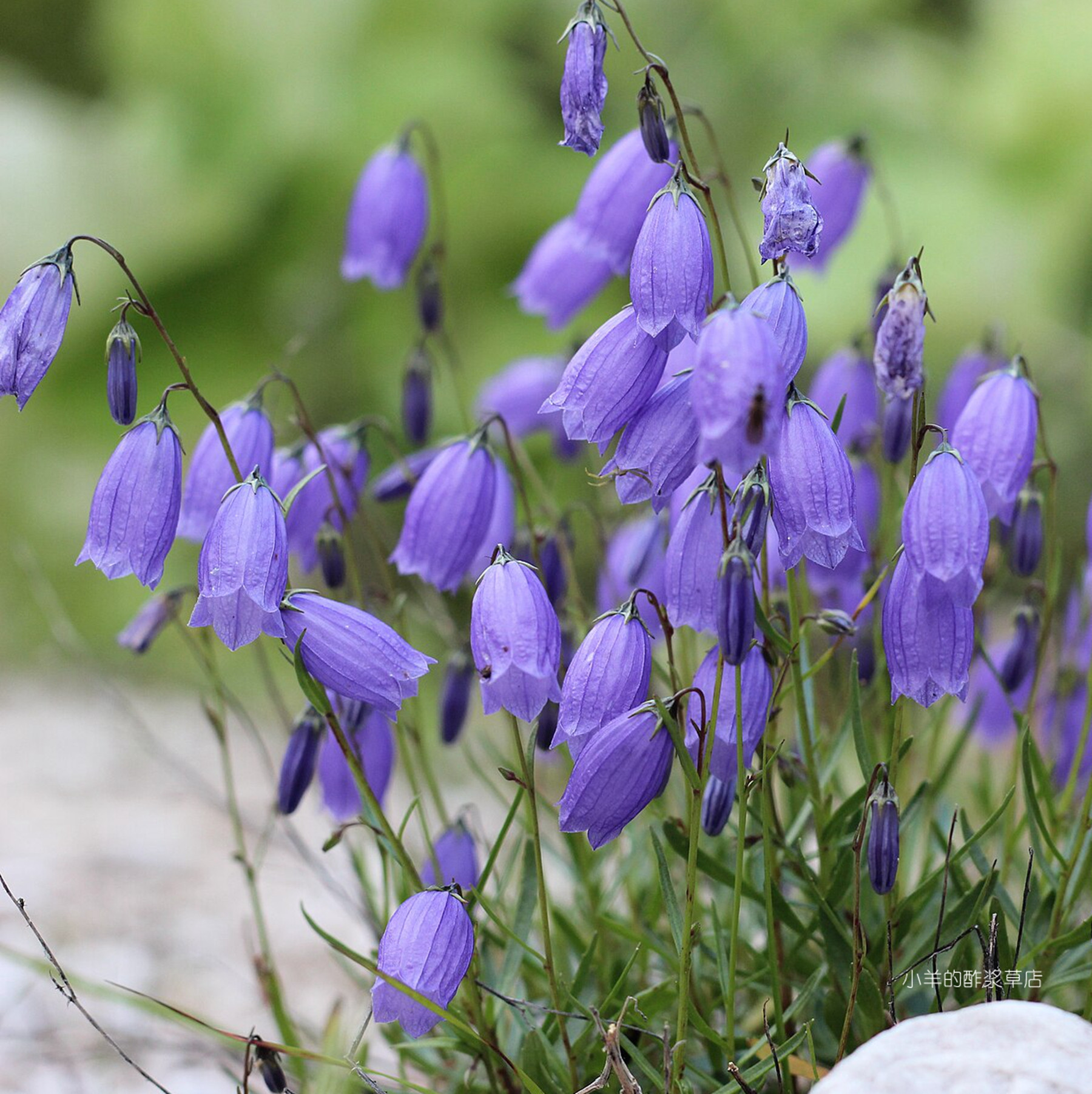 疯狂的小羊垂钟花cespitosa